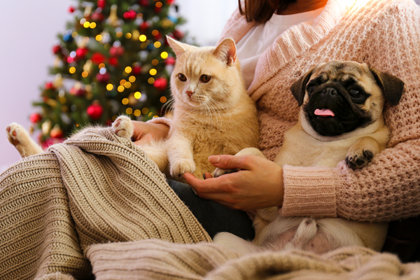 Gift Ideas for your Dog or Cat 